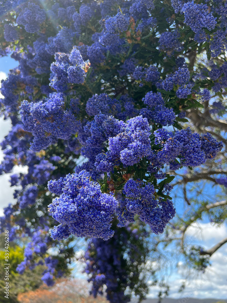 Ceanothus Papillosus is an attractive evergreen shrub that produces an abundant amount of rich deep blue flowers in dense bunches during spring.