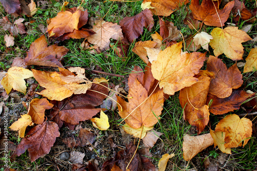 Autumn background. Beautiful autumn colors. Orange maple leaves on green grass.