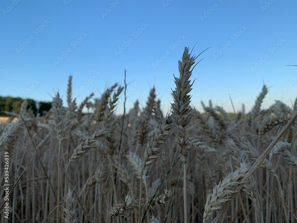 Fototapeta premium Ripe ears close-up in the shade against the blue sky. Horizontal photo