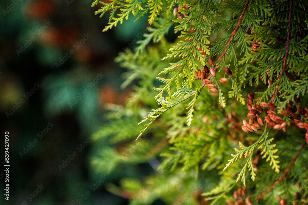 Thuja branch with seeds and beautiful background Thuja branch with seeds and beautiful background