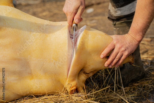 cuts off the pig's head with a knife, slits the throat photo