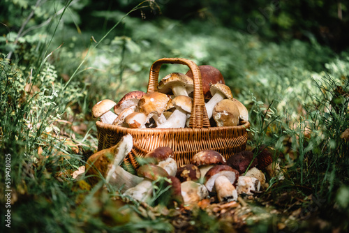 Basket with edible white mushrooms. Boletus edulis. Collect porcini in forest