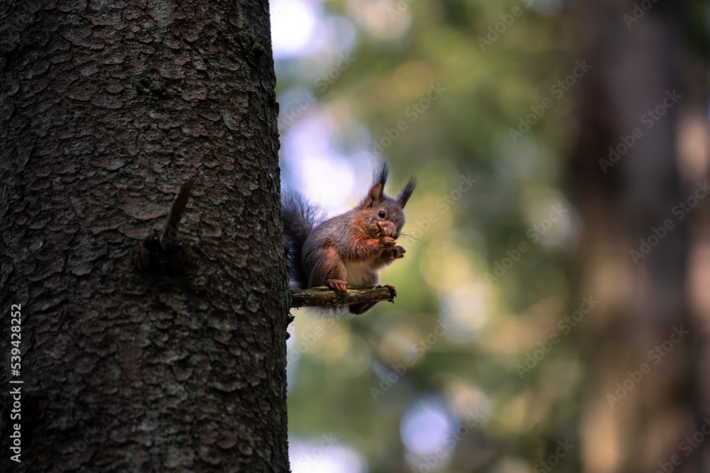 Obraz premium squirrel in the tree
