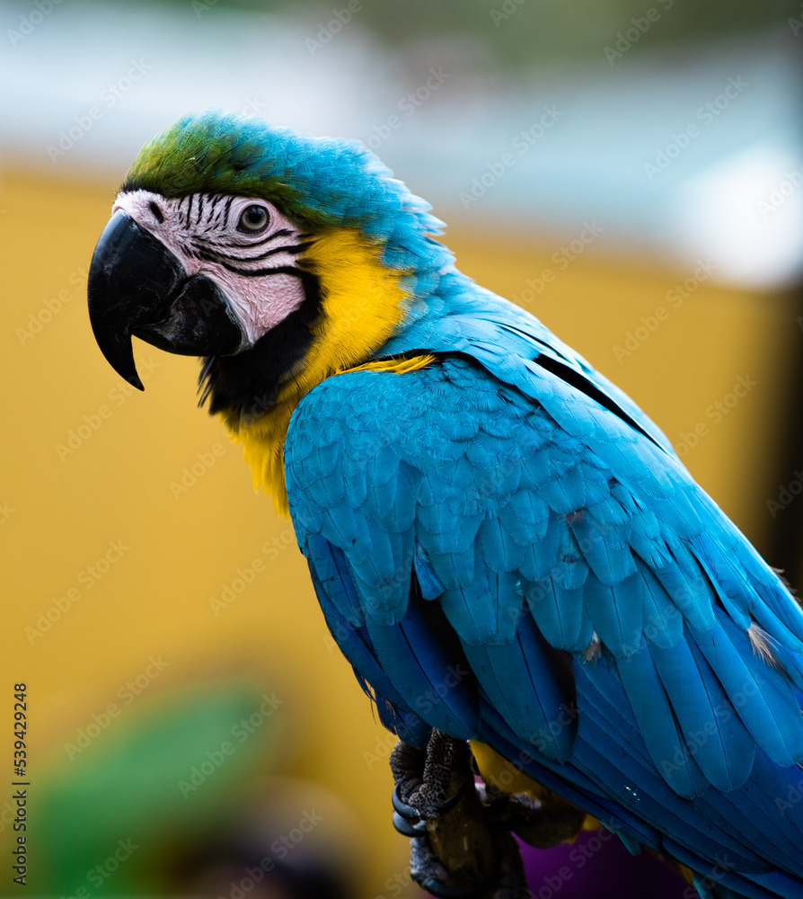 Golden blue and yellow Macaw