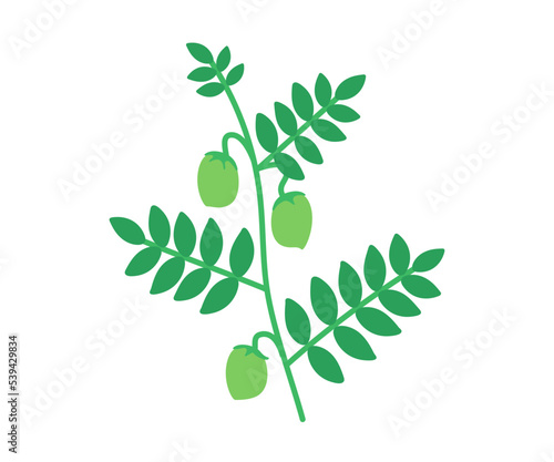 Plant with green pods chickpea, stem of legume. Branch with ripe beans. Vector Illustration