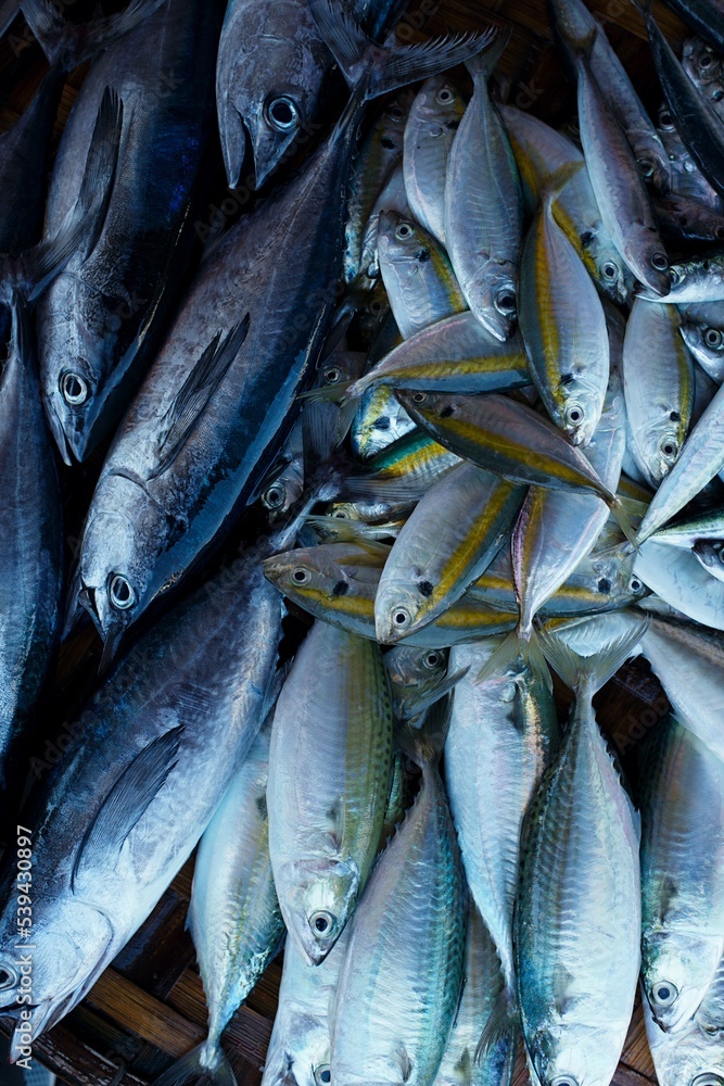 Obraz premium Yellowstripe scad, Selaroides leptolepis, also known as the yellowstripe trevally, yellow-banded trevally. fresh ocean fish for sale in fresh market