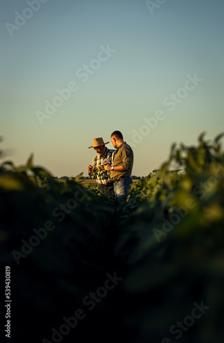 Two farmers in a field examining soy crop at sunset.