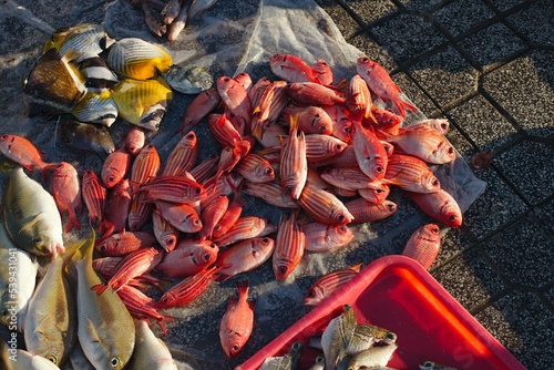 Canvas Print Closeup of colored tropical reef fish at market