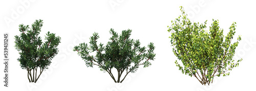 bush isolate on a transparent background, 3D illustration, cg render photo
