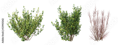 Fotografia bush isolate on a transparent background, 3D illustration, cg render