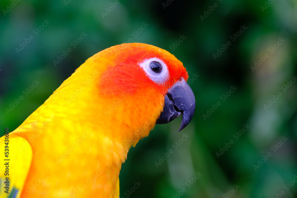 Portrait Sun Conure parrot head with gorgeous yellow and red colors