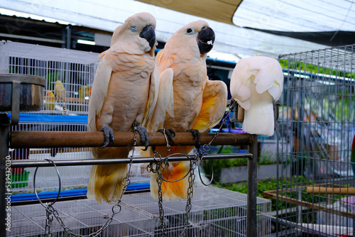 Pink and yellow tropical parrots in pipe for sale in Chatuchak Market Bangkok