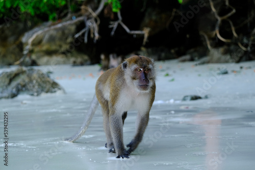 Wild male macaque running for attack to person in monkey beach
