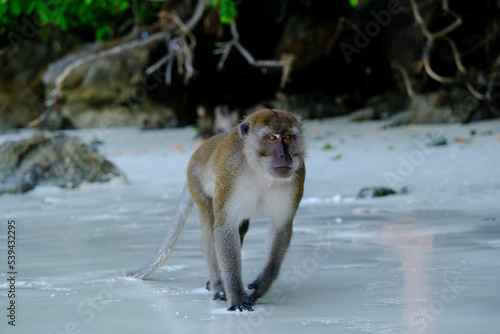 Canvas Print Wild male macaque running for attack to person in monkey beach