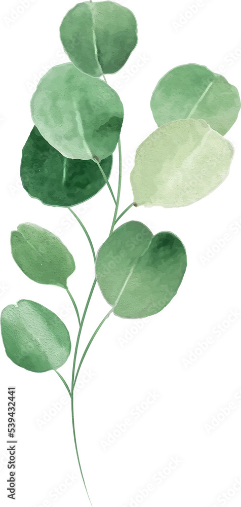 Eucalyptus Leaf Watercolor Style
