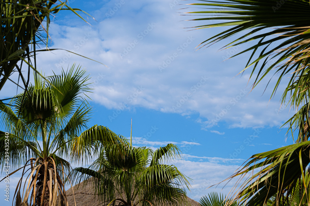 Blue tropical summer sky scene with palm tree leaves and hut roof in a summer holidays landscape Blue tropical summer sky scene with palm tree leaves and hut roof in a summer holidays landscape