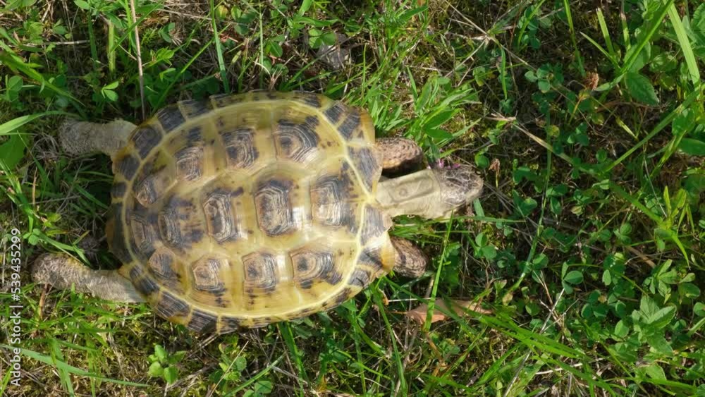 land Central Asian tortoise walks in the green grass, the tortoise eats ...