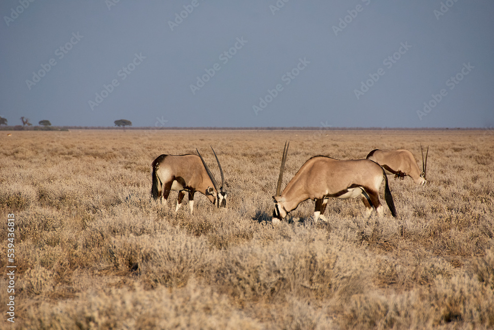 Oryx antelope Gemsbok grazing in Etosha national park Oryx antelope Gemsbok grazing in Etosha national park