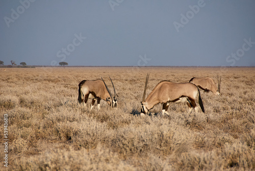 Oryx antelope Gemsbok grazing in Etosha national park photo