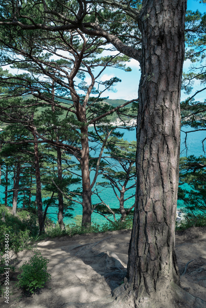 pine trees on the island