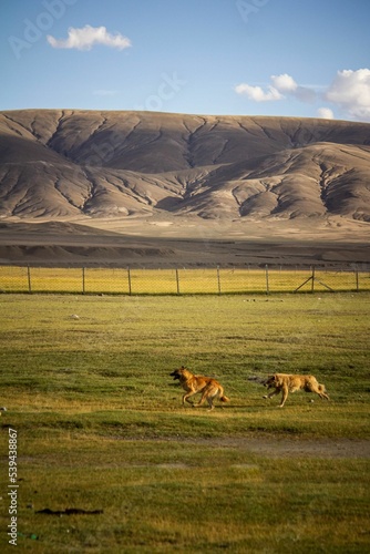 Canvas Print Vertical shot of dogs running in the open field in Ladakh, North India