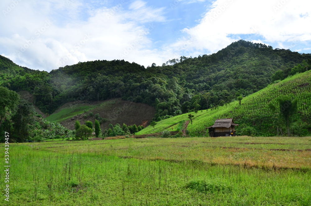 Obraz premium rice field in the mountains and sky