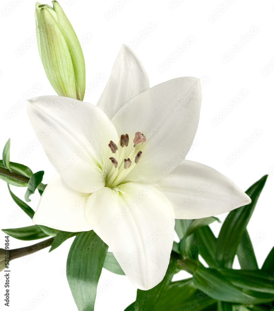White lily flower , wedding  decor, isolated  on white