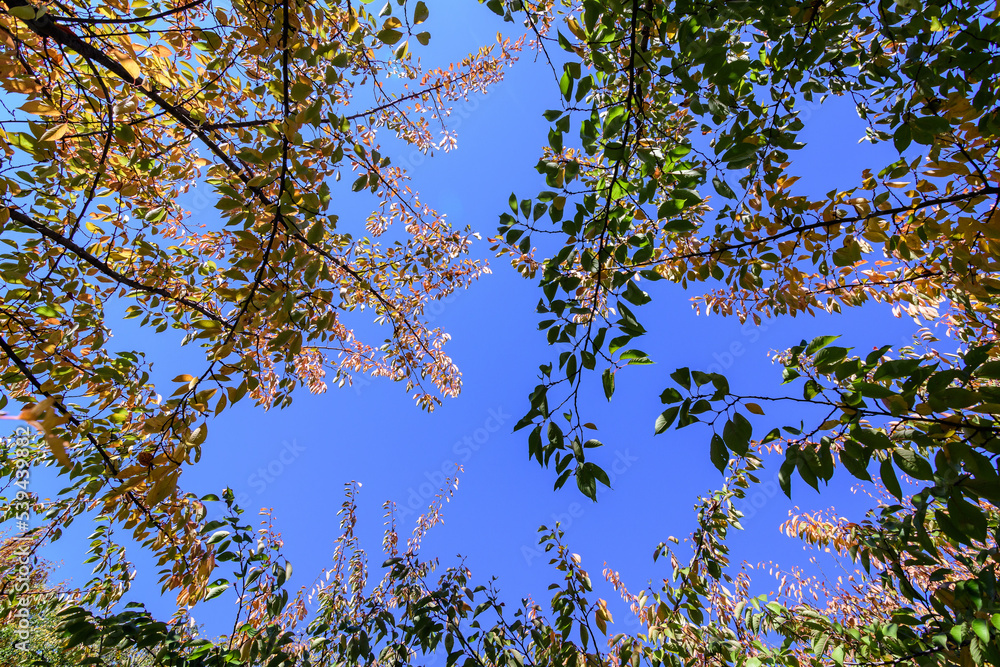 Obraz premium Vivid green, yellow, red and orange leaves of a cherry tree in a garden during a sunny autumn day, beautiful outdoor background photographed with soft focus.