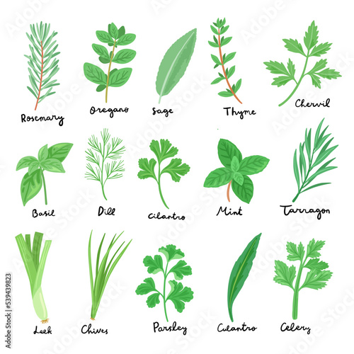 set of vector culinary herbs illustration