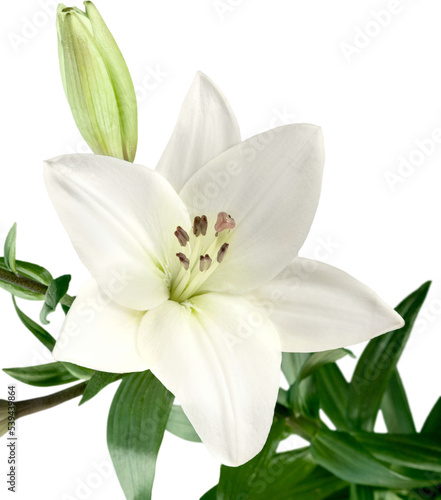 Fototapeta Naklejka Na Ścianę i Meble -  White lily flower , wedding  decor, isolated  on white