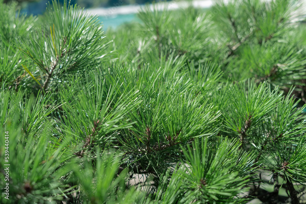 pine trees on the island pine trees on the island