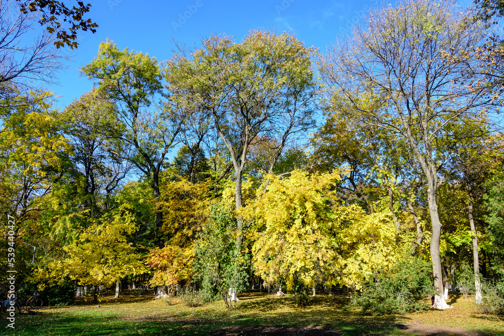 Landscape with many large green and yellow trees and grass in Kiseleff Park in Bucharest, Romania,  in a sunny autumn day.