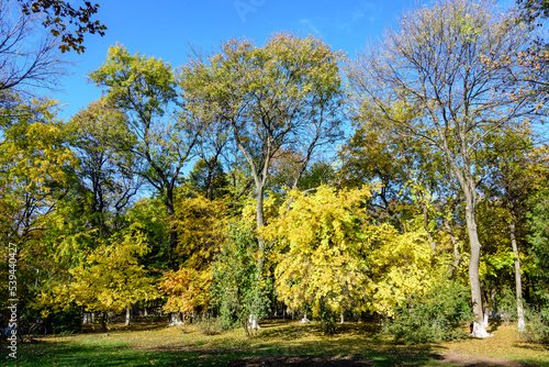 Landscape with many large green and yellow trees and grass in Kiseleff Park in Bucharest  Romania   in a sunny autumn day.