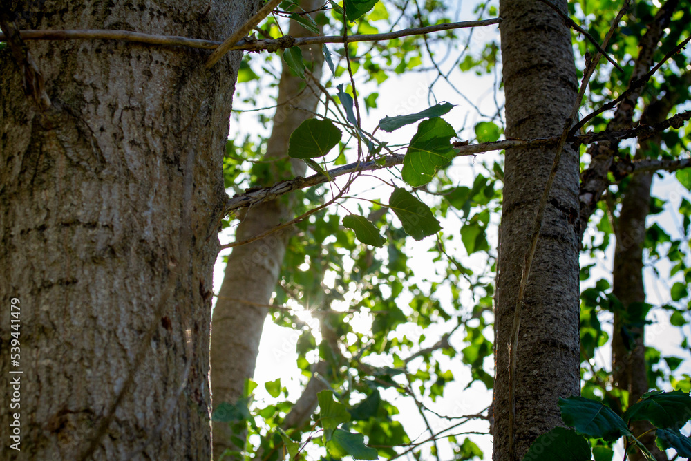 Nature Nature