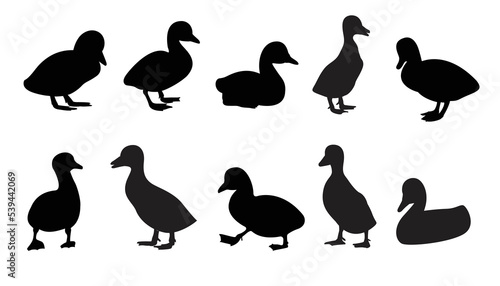 Baby black swan. Swan illustration vector design. 