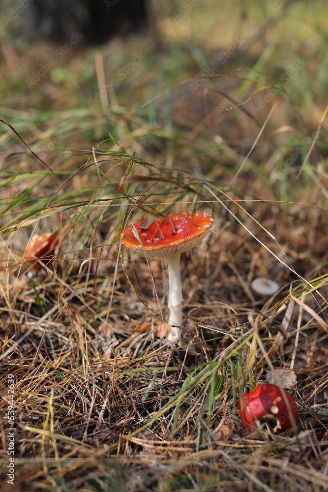 Amanita in a pine forest among tree needles. Red mushroom in the woods. Nature photo. Amanita in a pine forest among tree needles. Red mushroom in the woods. Nature photo.