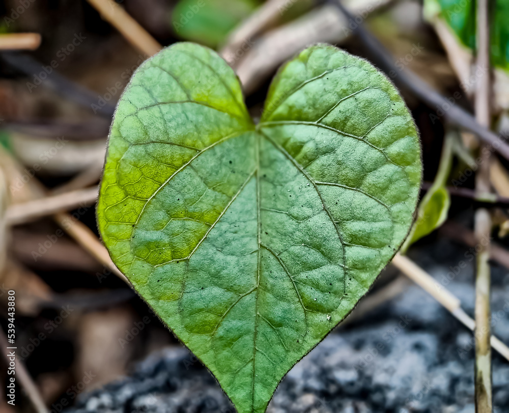 Heart shaped leaves, macro shot in the morning Heart shaped leaves, macro shot in the morning