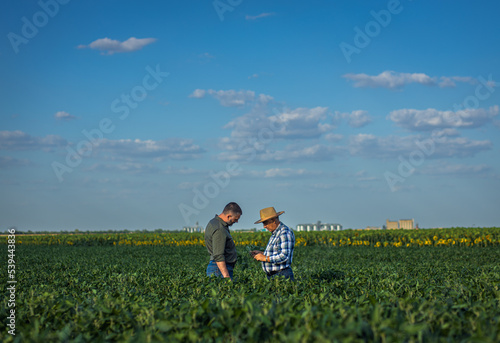 Two farmers in a field examining soy crop.