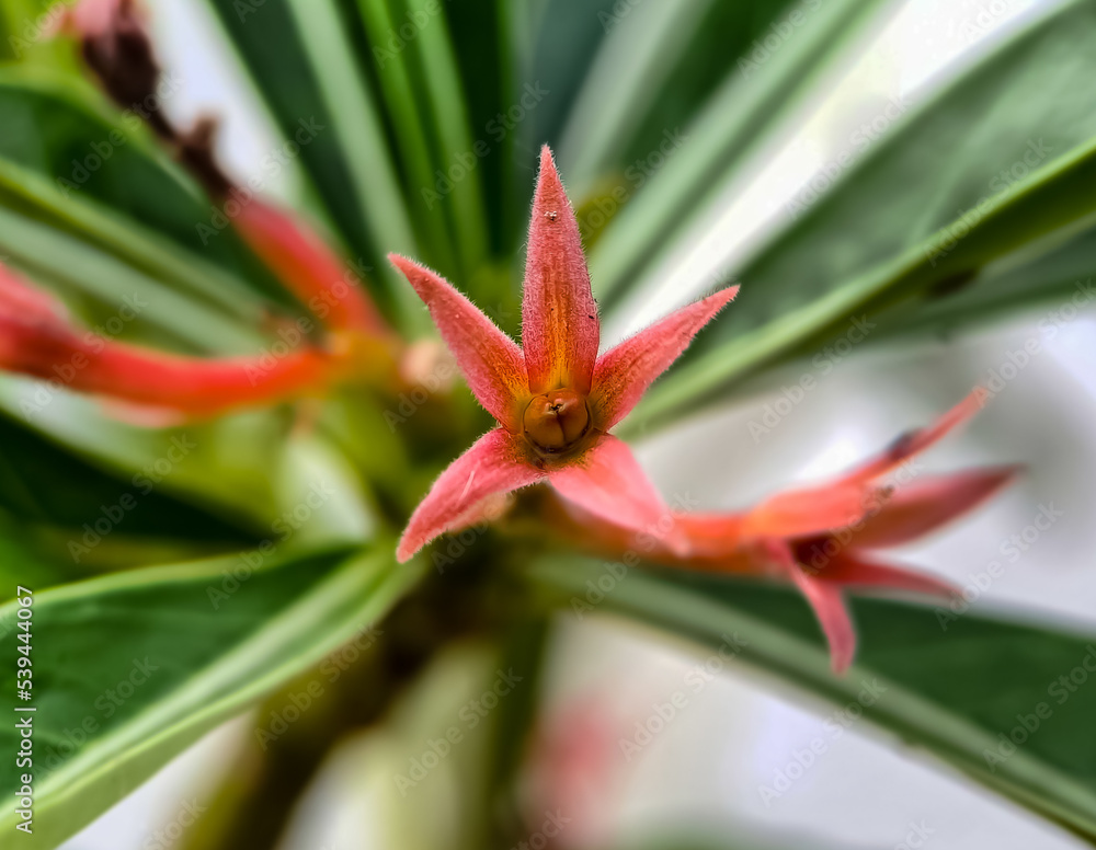 Canistropsis billbergioides is a relatively small growing bromeliad with long lasting inflorescences Canistropsis billbergioides is a relatively small growing bromeliad with long lasting inflorescences