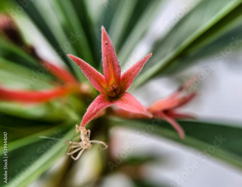 Canistropsis billbergioides is a relatively small growing bromeliad with long lasting inflorescences