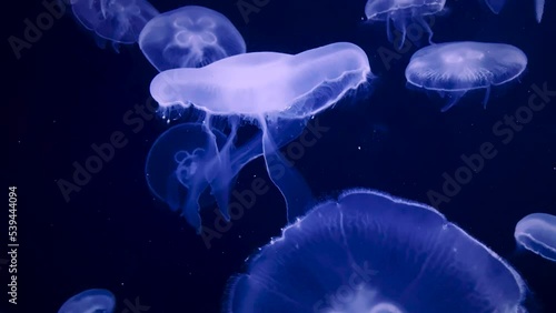 swarm group of big jellyfish illuminating in the dark deep water. Free-swimming marine animal with transparent tentacles slowly drifting. Close up underwater organic fish sea creatures aquarium shot. (ID: 539444094)