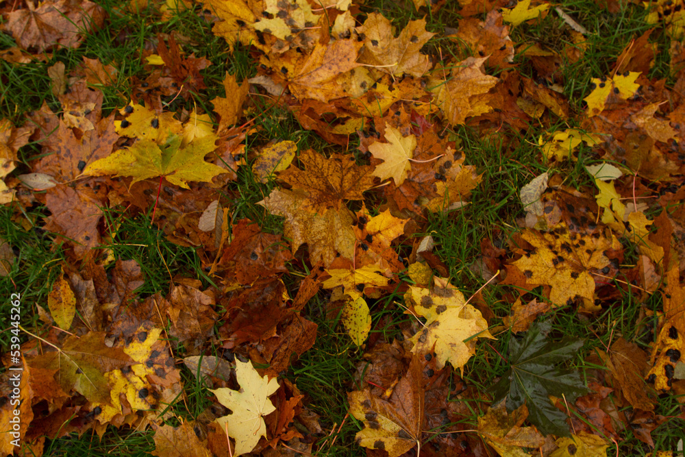 yellow maple leaves on the ground background yellow maple leaves on the ground background