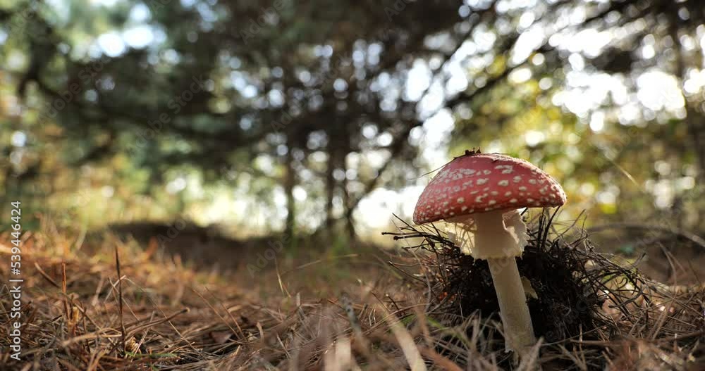 toxic and hallucinogen mushroom Fly Agaric in their natural habitats toxic and hallucinogen mushroom Fly Agaric in their natural habitats