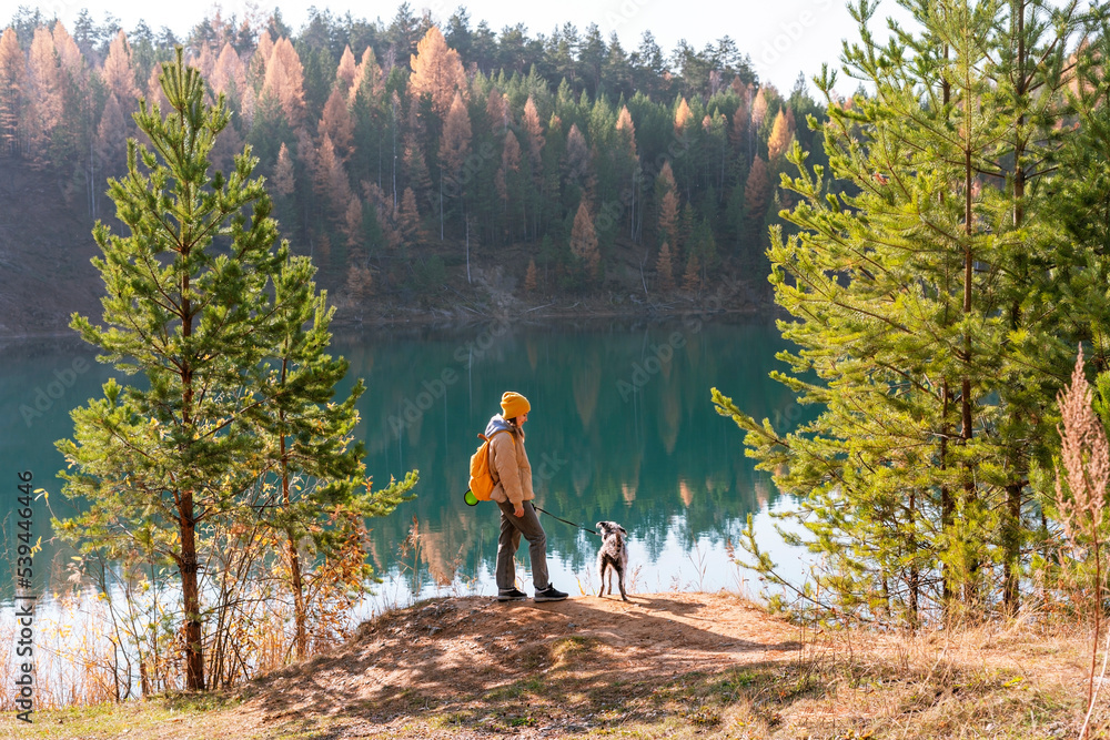 Young tourist woman with yellow backpack walking with mixed breed Bedlington Whippet dog in blue harness near lake against autumn pine forest pet adoption traveling with dog
