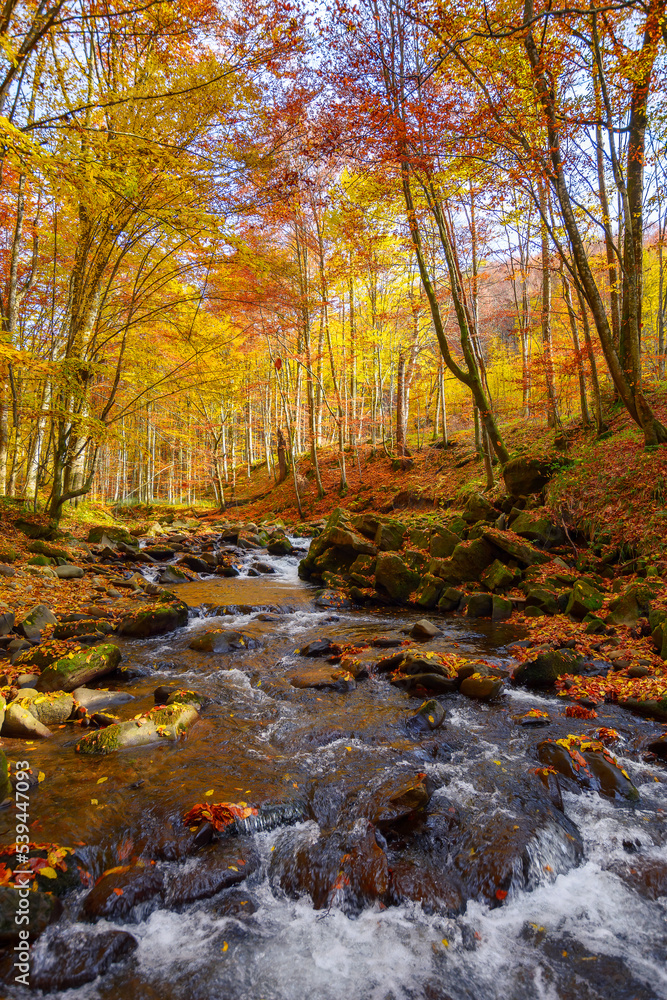 water flow among stones in the natural park. wonderful nature scenery in autumn. trees in fall colors on a sunny day water flow among stones in the natural park. wonderful nature scenery in autumn. trees in fall colors on a sunny day