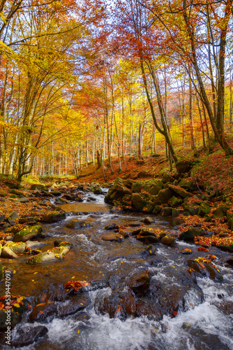water flow among stones in the natural park. wonderful nature scenery in autumn. trees in fall colors on a sunny day