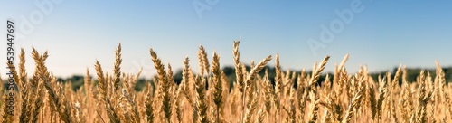 ears of wheat on a field