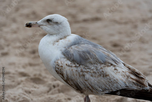Obraz na płótnie Mewa Siwa (pospolita), (Larus canus) , Bałtyk, Polska w salonie