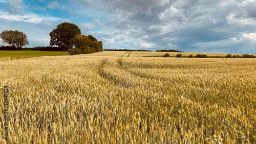 Wheat field under cloudy sky with tractor trail