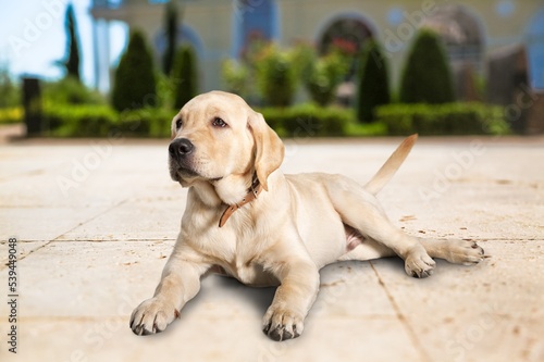 Fototapeta Naklejka Na Ścianę i Meble -  Cute domestic friendly dog posing